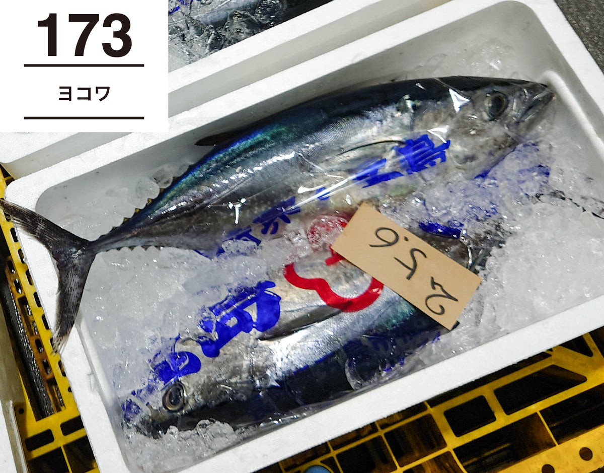 マグロ マルタ産他 解凍 養殖本鮪中とろサク 刺身用 | オーケーネット