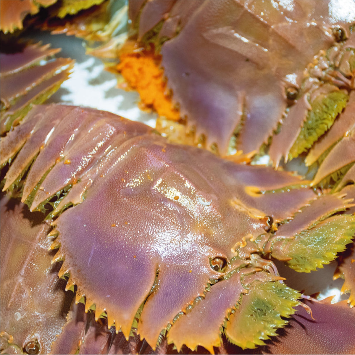 031 ウチワ海老 – obf－おさかなサブスク