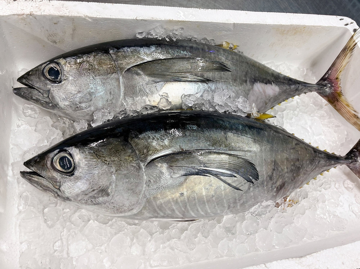 キメジ（キハダマグロの幼魚・若魚）