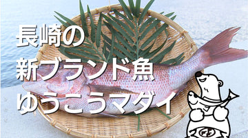 動画FFF　長崎の新ブランド魚　ゆうこうマダイ