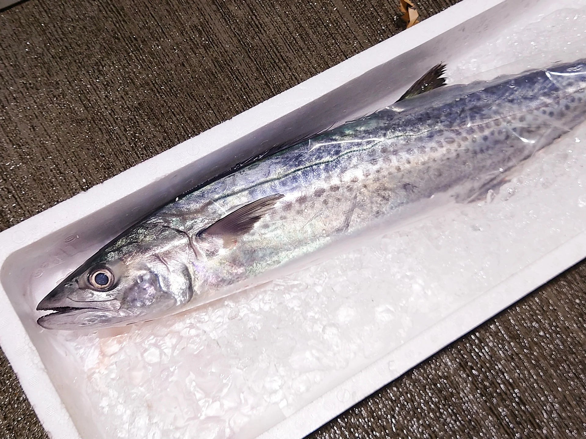 サワラ（鰆）
