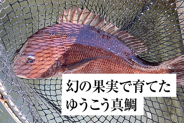 おさかなサブスク （定期購入プラン）